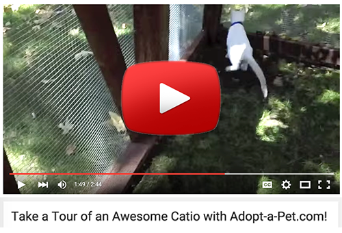 Bygg din egen Cat Catio! (Video)