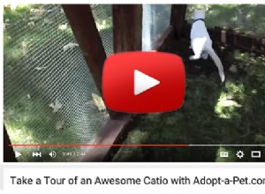 Costruisci il tuo gatto Catio! (Video)