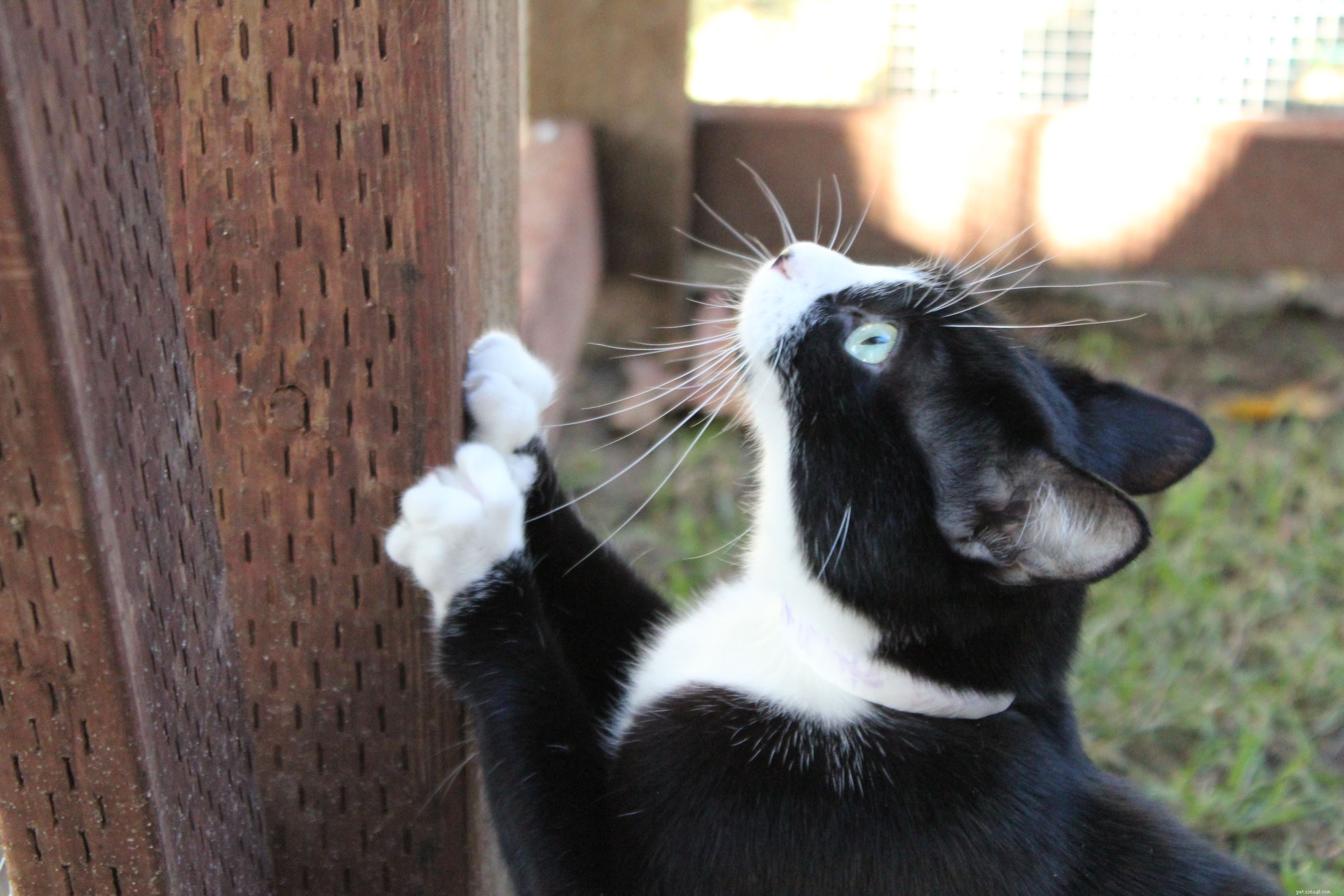 Kleine katten genieten van een nieuwe catio!