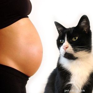 Se você está esperando um bebê... e sua gata?