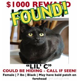 Tipy pro nalezení ztracené kočky
