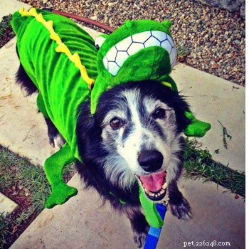 Halloween leuk kostuum voor huisdieren!