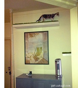 Сизалевый шест для кошки от пола до потолка своими руками — видео!