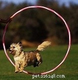 Научите свою энергичную собаку прыгать через обручи!