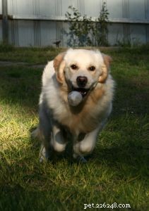 Suggerimento per l addestramento del cane:gioca a palla!