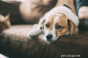 Hjälp din hund att sluta gråta när den lämnas ensam