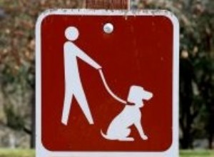 Apprenez à votre chien ou chiot à marcher en laisse