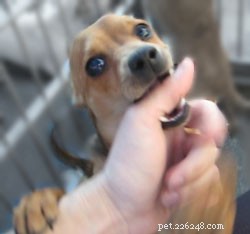 子犬の咬傷抑制を教える方法 