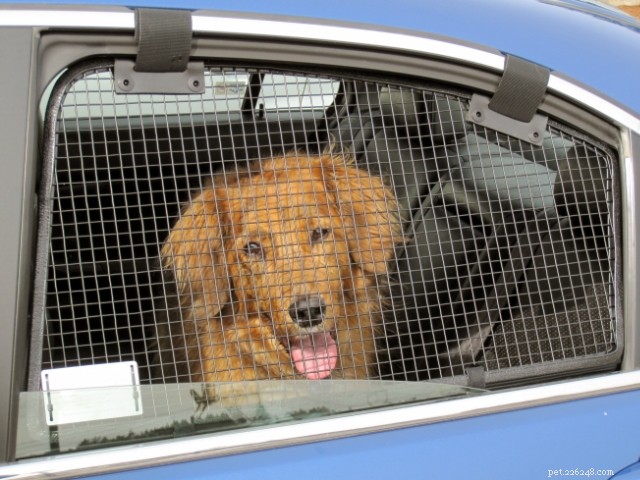 Překonání strachu vašeho psa z jízdy v autě