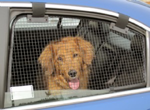 Surmonter la peur de votre chien de monter en voiture