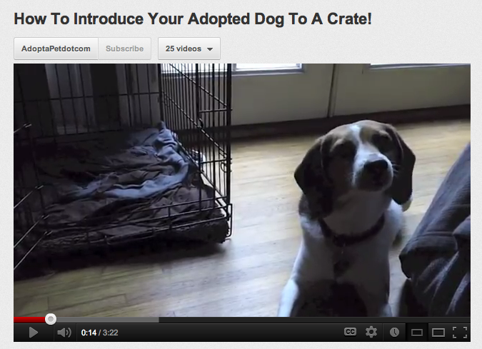 Introduire votre chien à la cage ! (Vidéo)