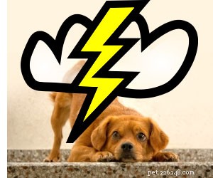10 tips voor de angst van huisdieren voor onweer