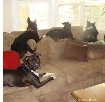 De vrede bewaren in een huis met meerdere honden