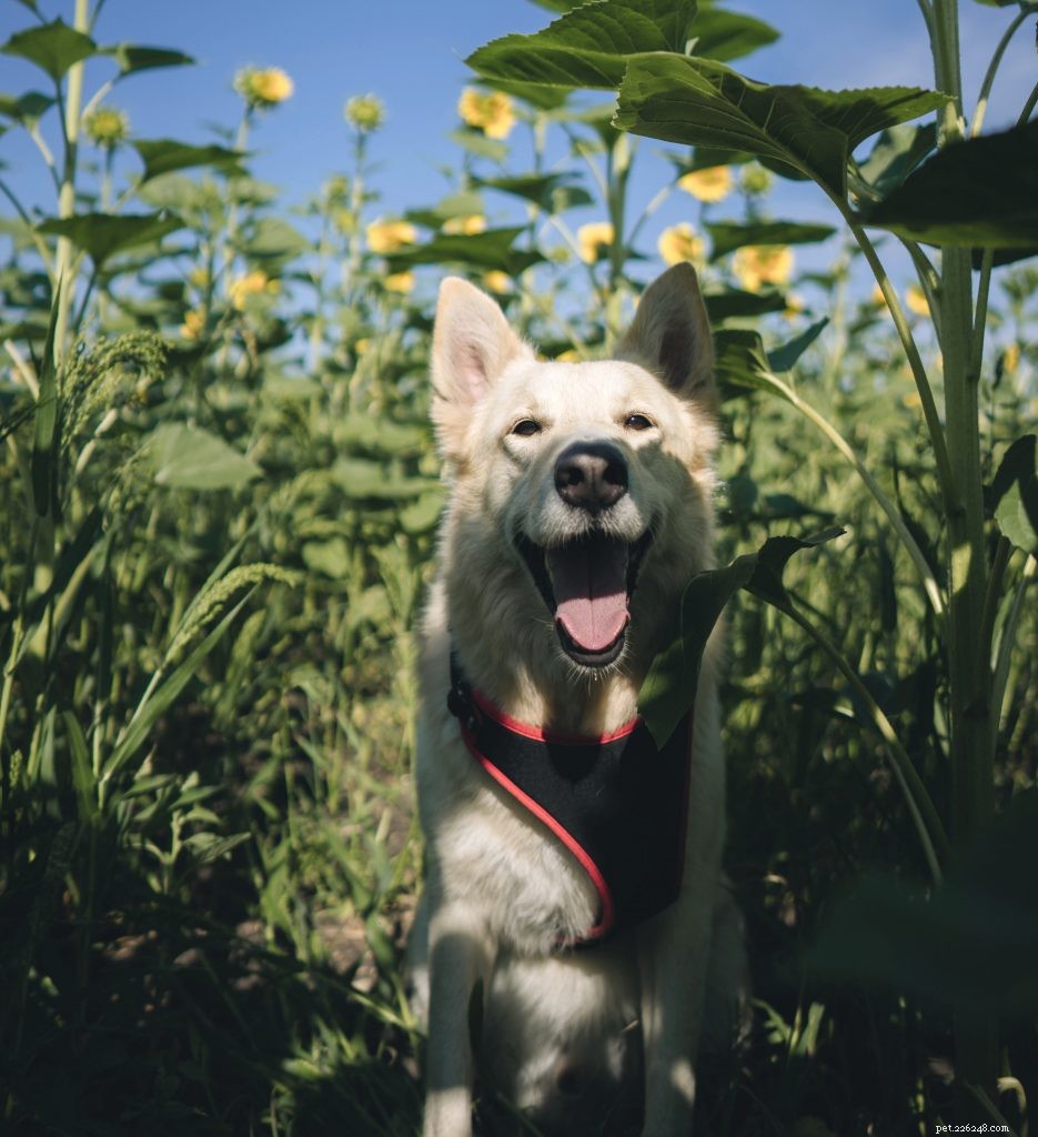 5 způsobů, jak dopřát svému psovi tu nejlepší procházku na Národní den venčení vašeho psa
