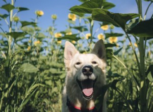 5 façons d offrir à votre chien la meilleure promenade lors de la Journée nationale de la promenade de votre chien