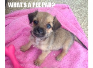 Positionnement correct du tampon pipi pour chiot