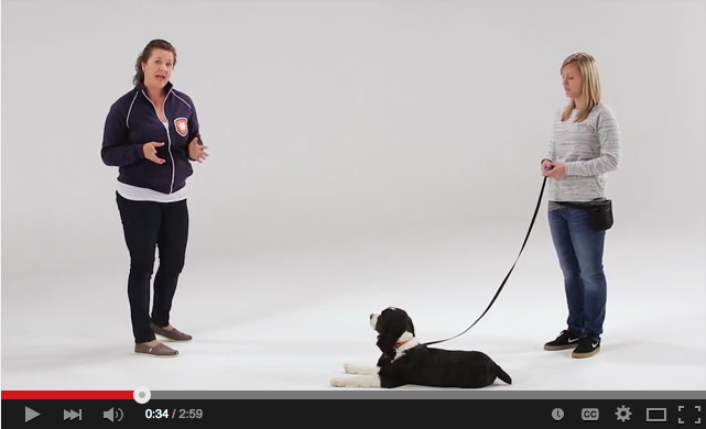 Dica de treinamento de cães:ensine seu cão a cumprimentar os convidados educadamente (em vez de pular!)