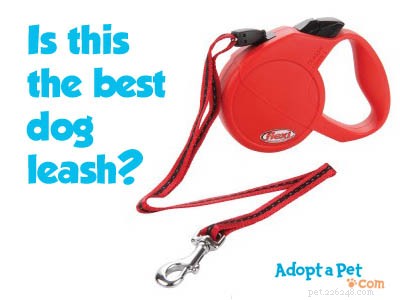 강아지 목줄에 대한 5가지 팁 - 가장 좋고 가장 안전한 방법입니다!