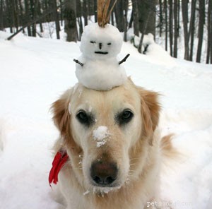 冬のための犬の健康と安全のヒント 