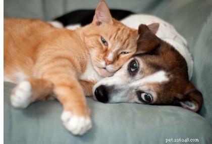 Dotazy a odpovědi veterináře:Ochrana zdraví vašeho domácího mazlíčka při adopci