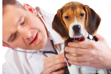 Dotazy a odpovědi veterináře:Jsou domácí mazlíčci k adopci zdraví?