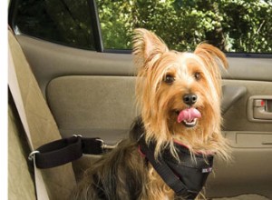 Prévenir le mal des transports chez les chiots et les chiens