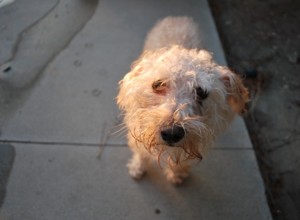 Por que meu cachorro tem manchas nos olhos?