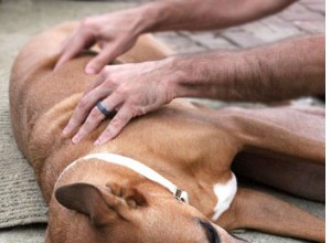 Comment faire un massage à votre chien