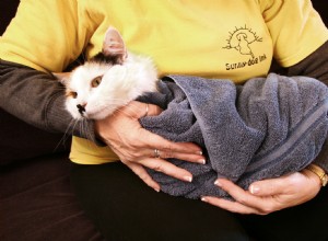 Morda como uma cascavel, ferroe como uma abelha… Dicas de primeiros socorros para ajudar seu animal de estimação