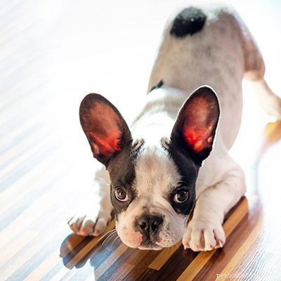 5 „lidových“ potravin, kterými můžete svého psa nakrmit
