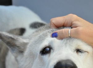 Conheça seu animal de estimação da cabeça à cauda