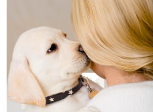 Meu animal de estimação deve ter seu primeiro cio antes de ser castrado?