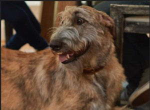 シニア犬のお手入れ 