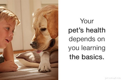 Hur härbärgen förbereder din hund för adoption