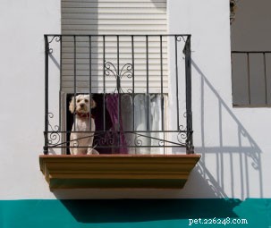 Советы владельцам собак в многоквартирных домах