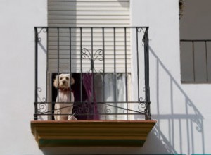 Tipy pro majitele psů v rezidencích s více jednotkami
