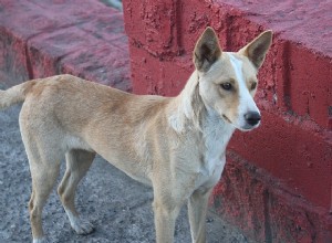 猫の食欲不振：原因、症状、治療 