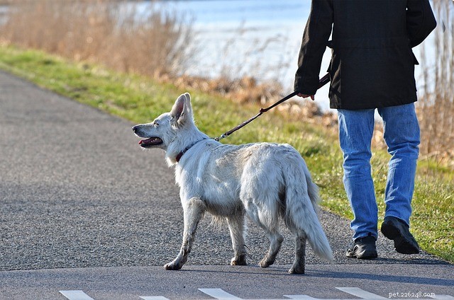 개 산책:더 나은 강아지 산책을 위한 5가지 팁