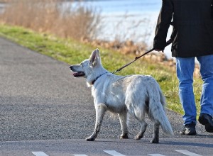 Passeio com cães:cinco dicas para passear melhor com cães