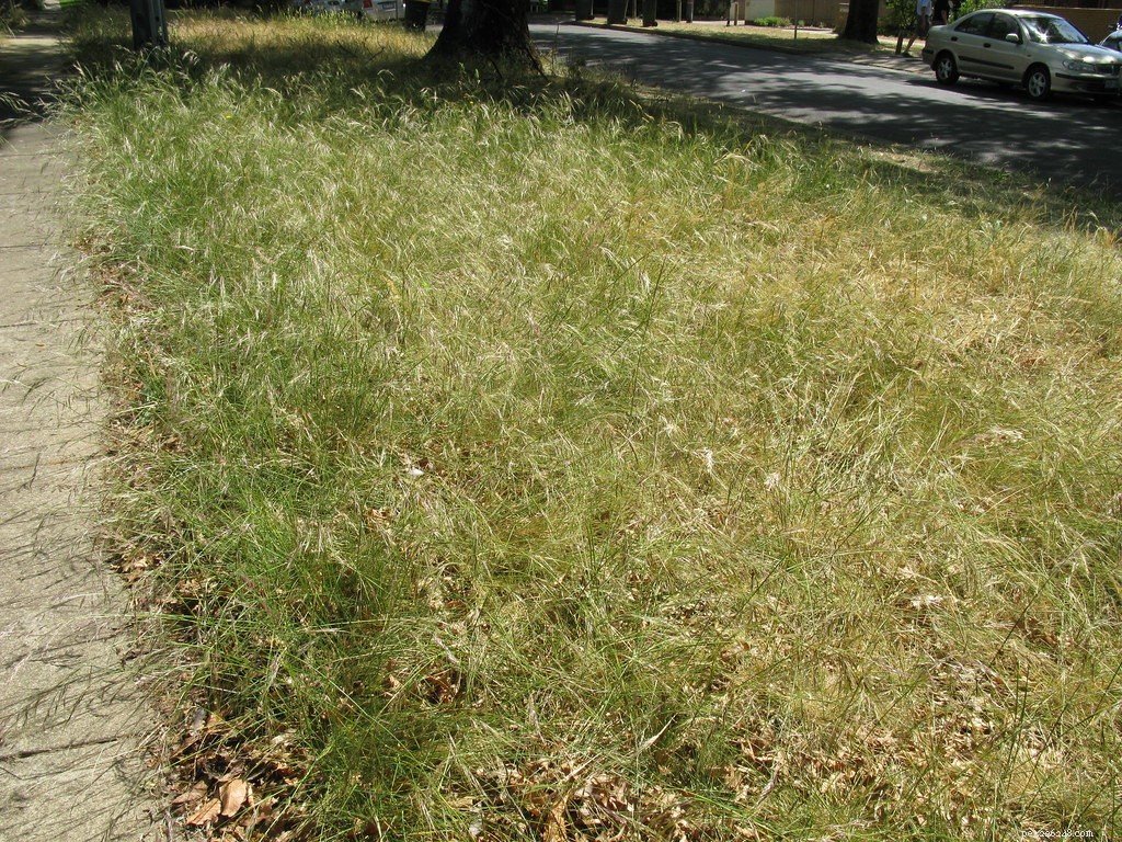 芝生用除草剤：ペットにとって安全ですか？ 