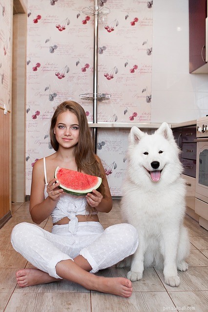 Kunnen honden watermeloen eten? Ja, maar voorzichtig