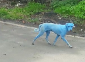 Cachorro Azul? O que aconteceu nessa situação incomum? 