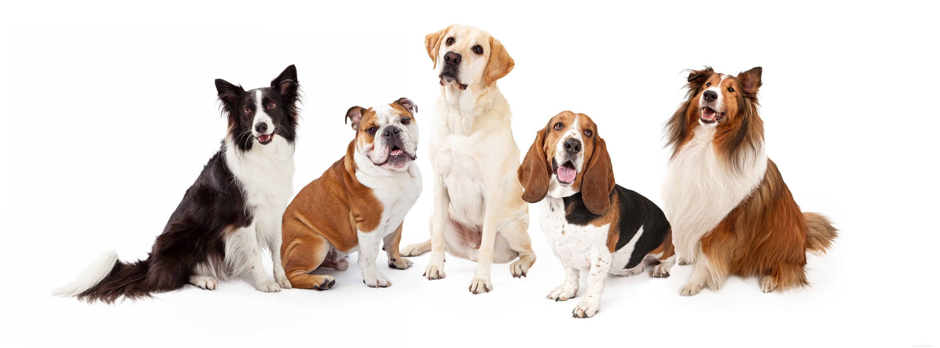Voyons les races de chiens de taille moyenne populaires et mignonnes