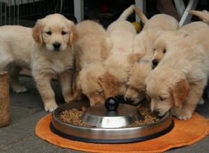 Receitas de petiscos para cães:como mostrar seu amor a ele