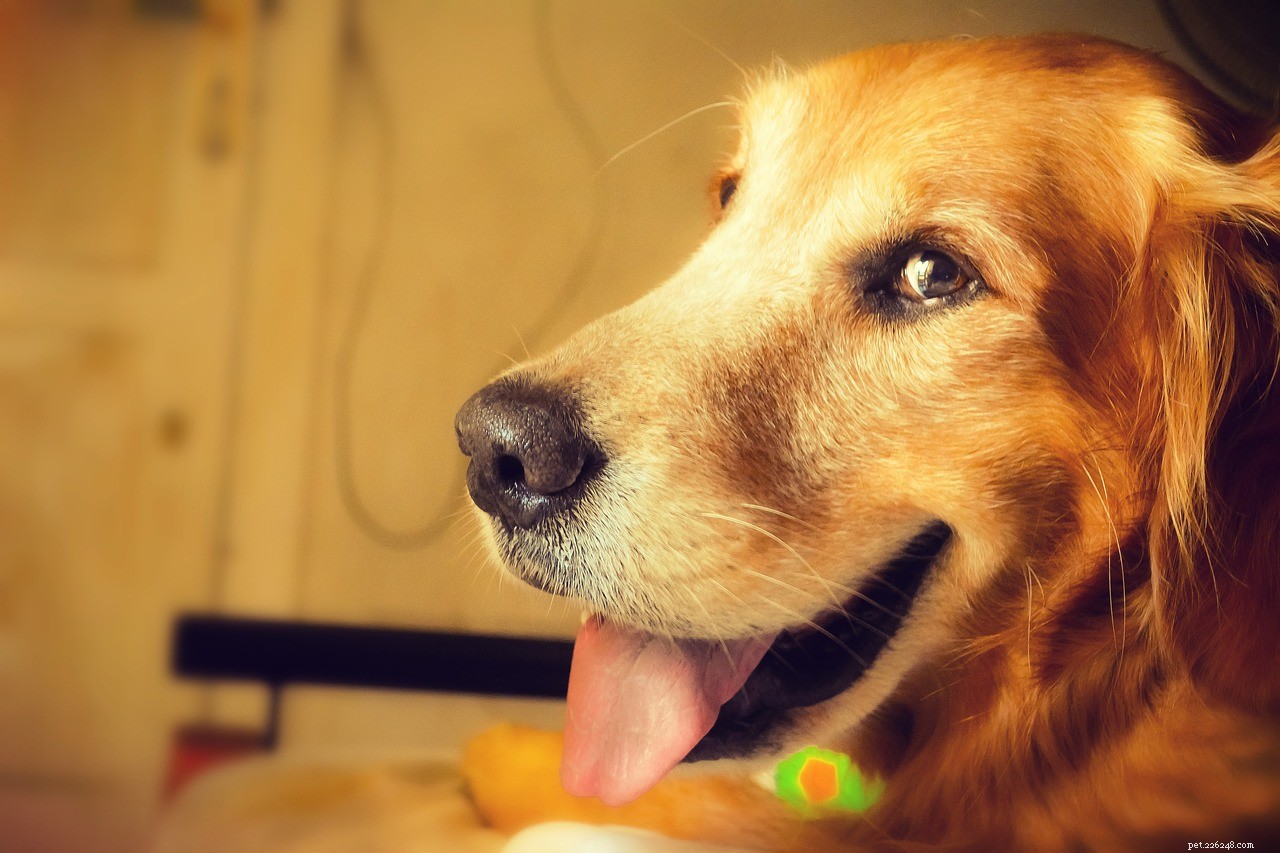 Страхование собак и как его получить