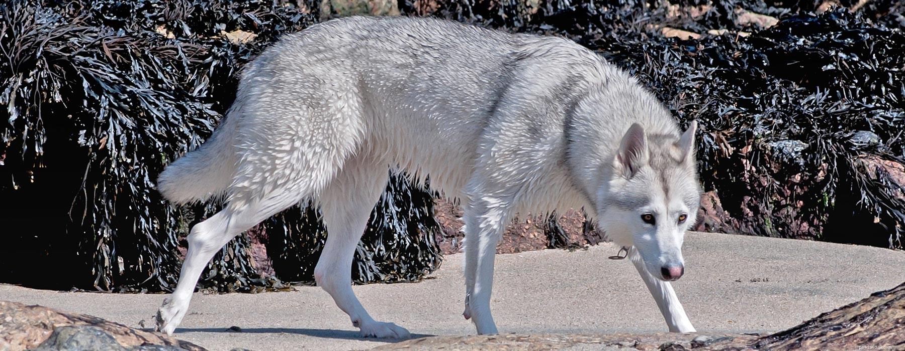 Noordelijke Inuit-hond:het kruis dat op een wolf lijkt