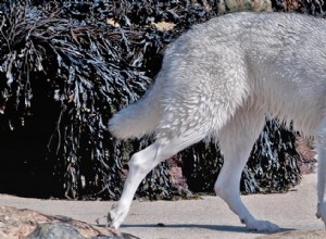 Cão Inuit do Norte:A cruz para se parecer com um lobo