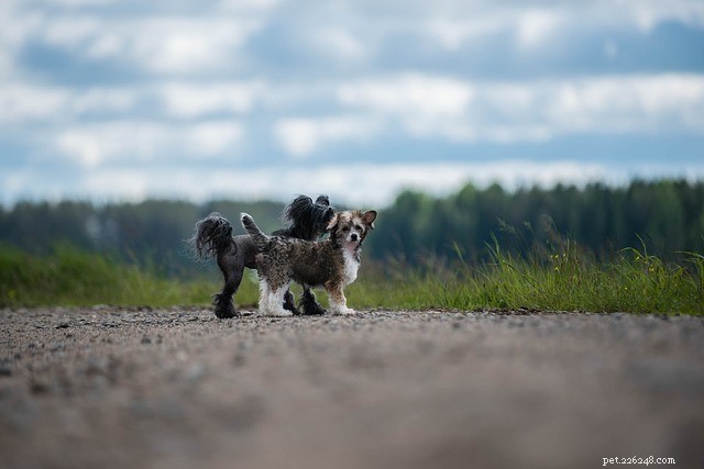 Races de chiens sans poils :qui sont-ils ?