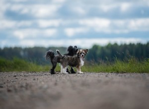 Raças de cães sem pêlo:quem são?