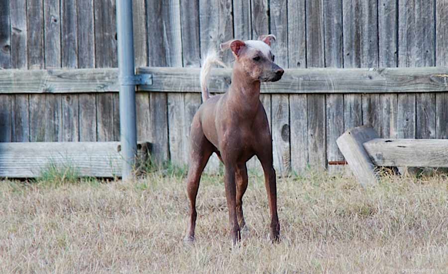 Raser av hårlösa hundar:vilka är de?